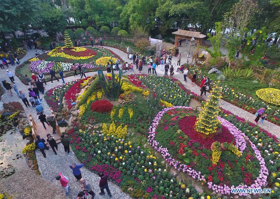 FUJIAN-FUZHOU-CHRYSANTHEMUM