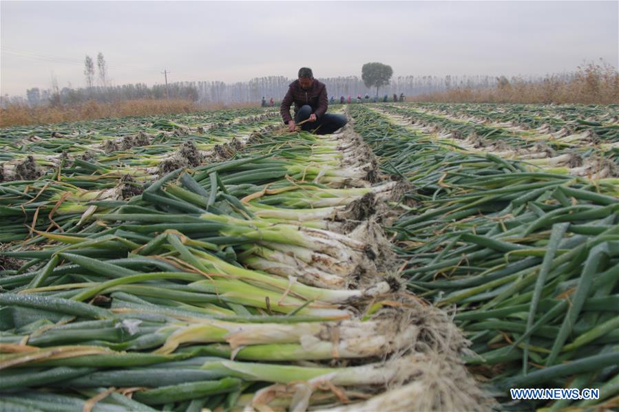 CHINA-WINTER-FARM WORK (CN)