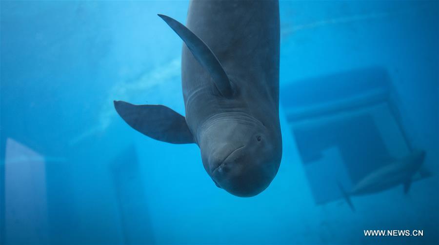 CHINA-HUBEI-FINLESS PORPOISE