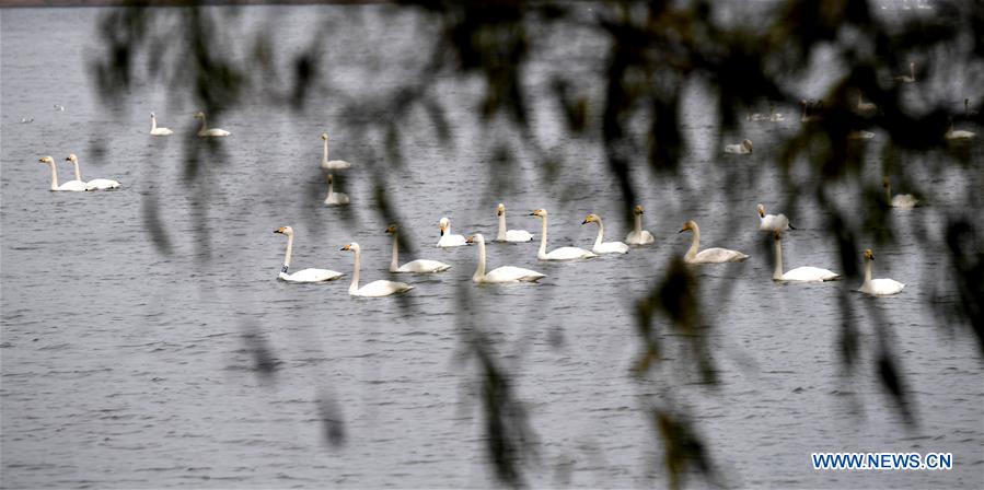 CHINA-HENAN-SANMENXIA-SWANS (CN)