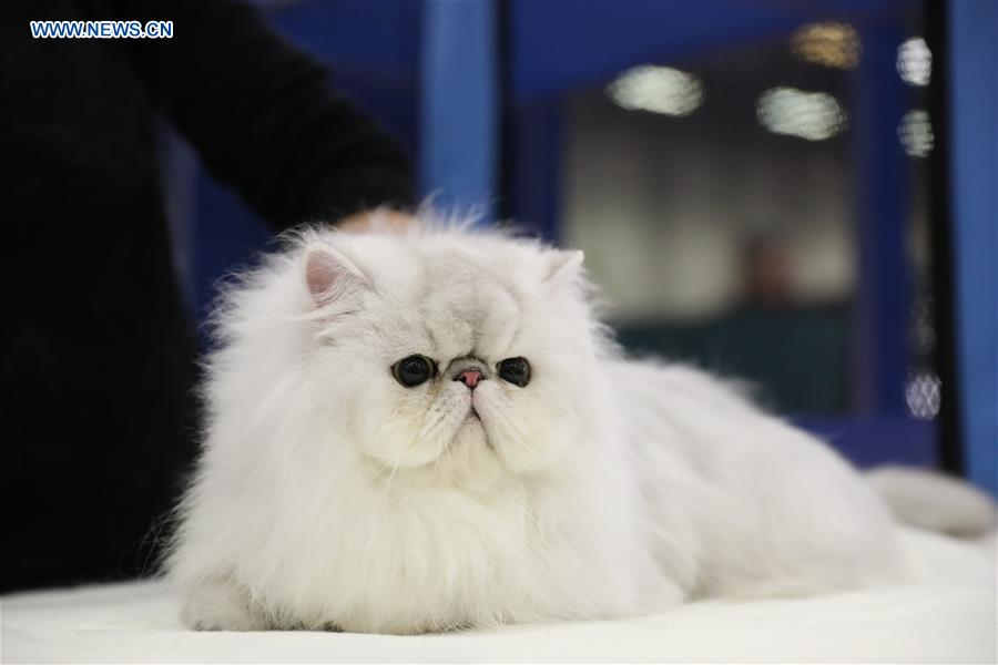 ITALY-BOLOGNA-AMERICAN CAT SHOW