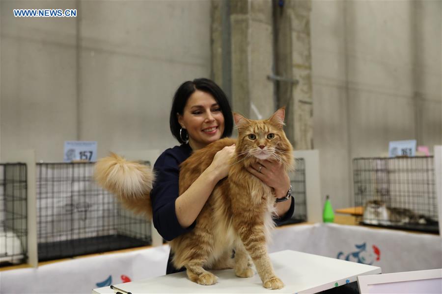 ITALY-BOLOGNA-AMERICAN CAT SHOW