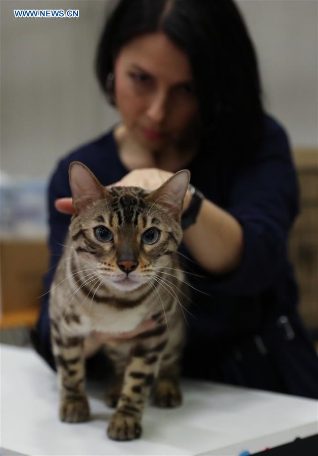 ITALY-BOLOGNA-AMERICAN CAT SHOW