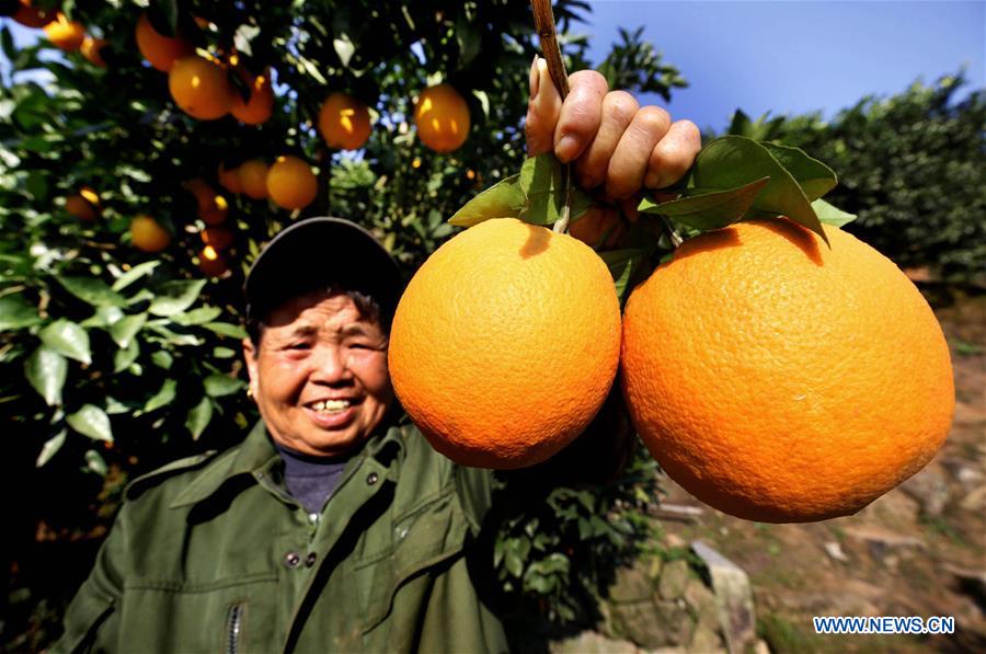 #CHINA-JIANGXI-NAVEL ORANGE-HARVEST (CN)