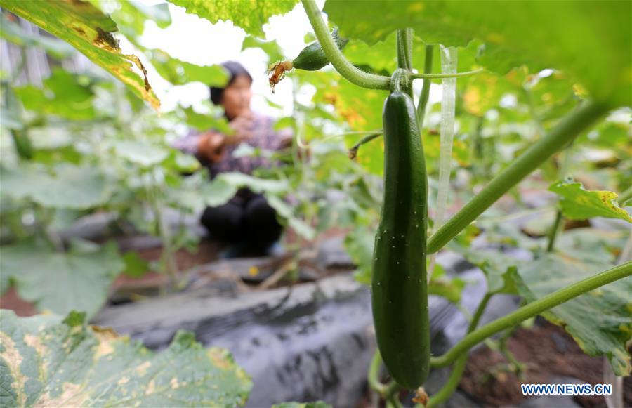 #CHINA-WINTER-ARGRICULTURE-GREENHOUSE (CN)