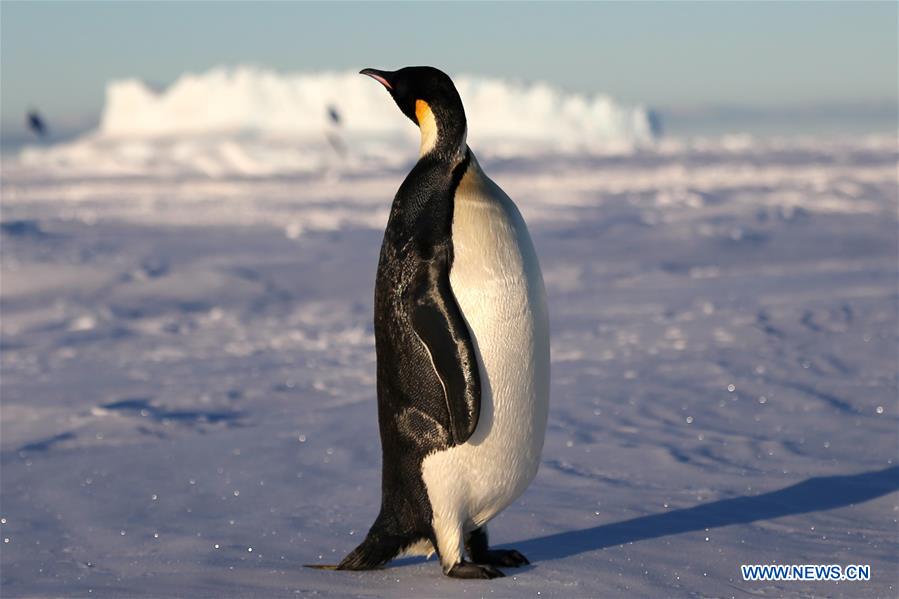 ANTARCTICA-XUELONG-ZHONGSHAN STATION-PENGUINS 