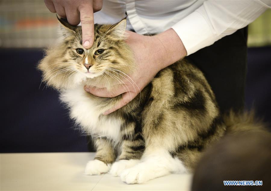 POLAND-WARSAW-CAT SHOW