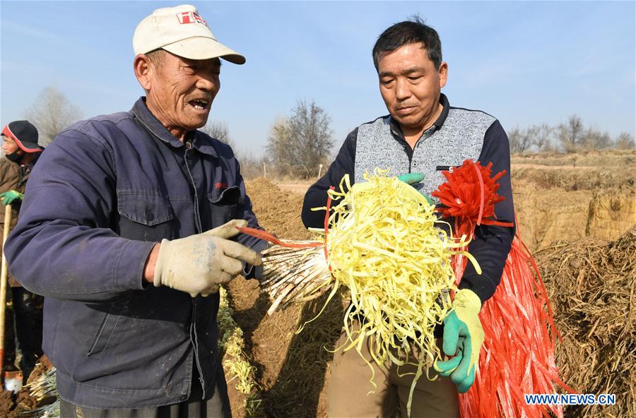 CHINA-GANSU-CHIVE-HARVEST (CN)