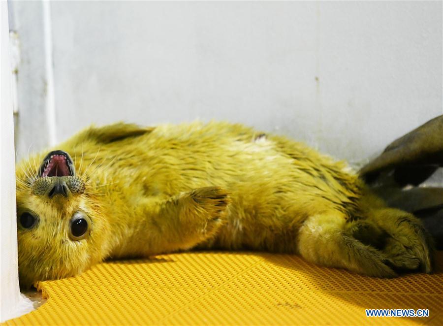 CHINA-HARBIN-SEAL CUB (CN)