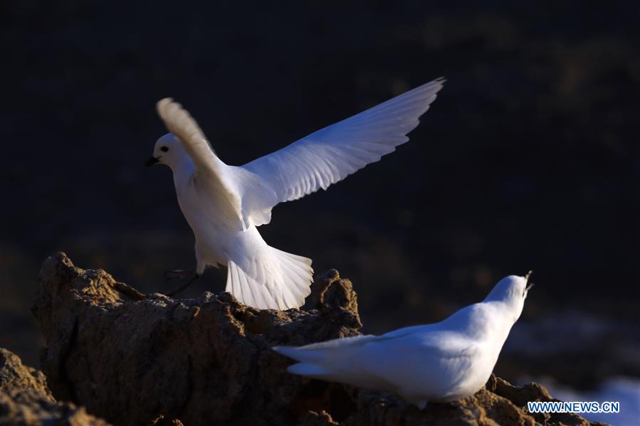 ANTARCTICA-CHINA-ZHONGSHAN STATION-SNOW PETREL