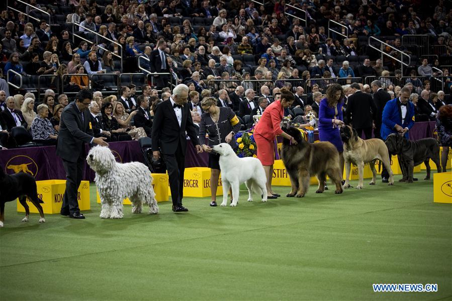 US-NEW YORK-DOG SHOW