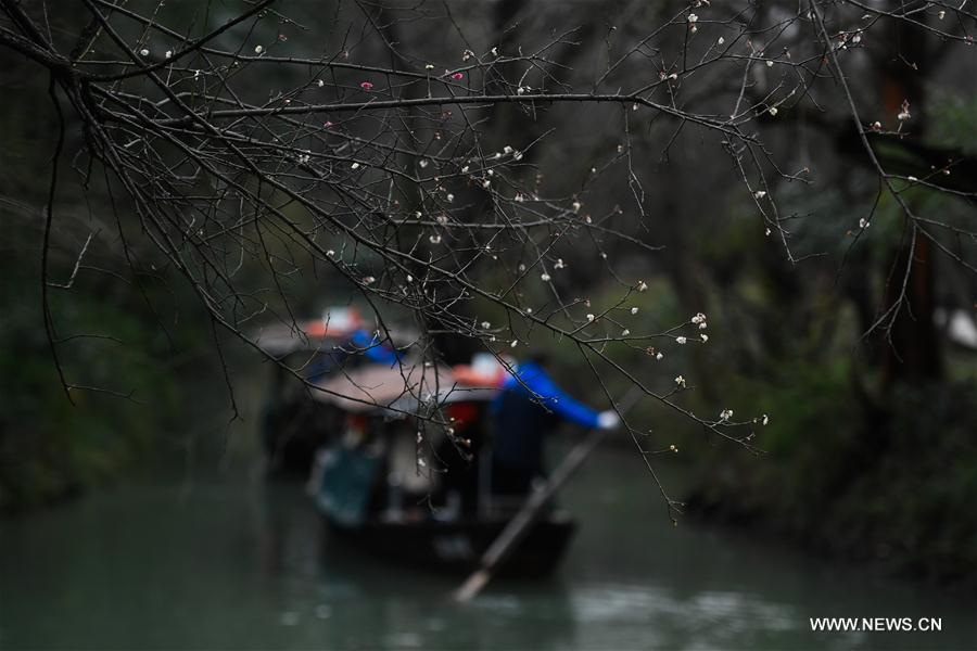 CHINA-ZHEJIANG-HANGZHOU-PLUM BLOSSOM (CN)