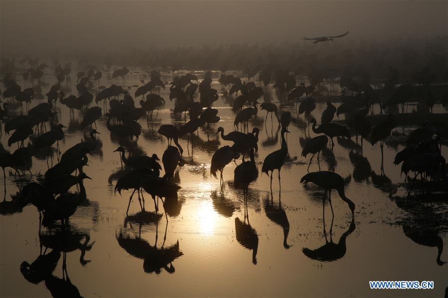 ISRAEL-HULA VALLEY-GRAY CRANES