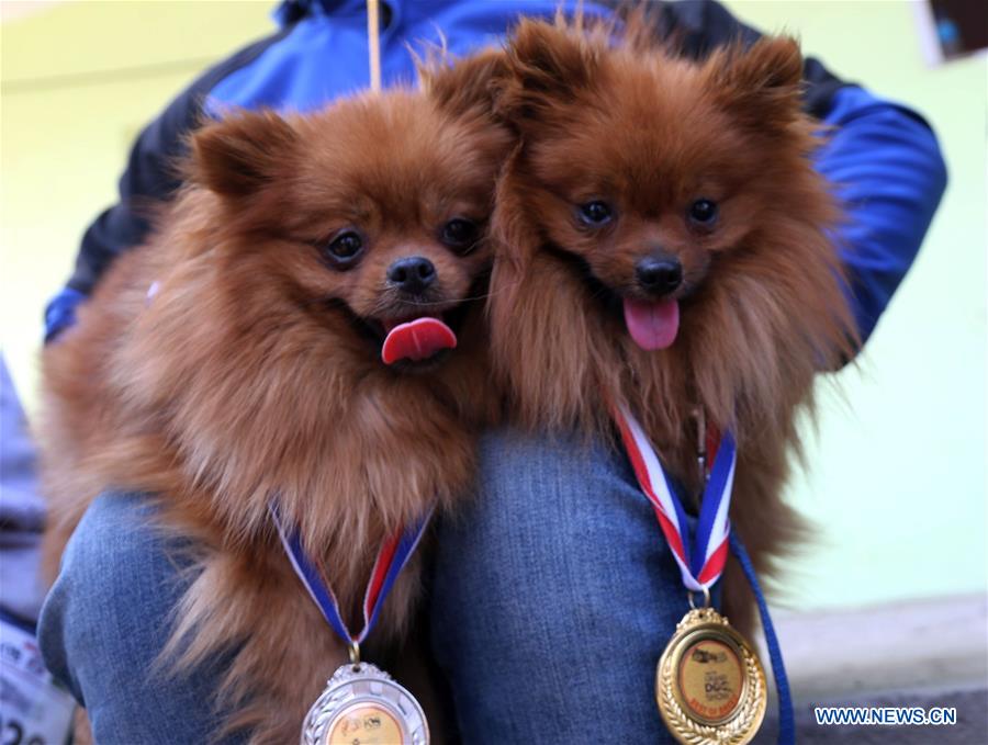 NEPAL-KATHMANDU-DOG SHOW