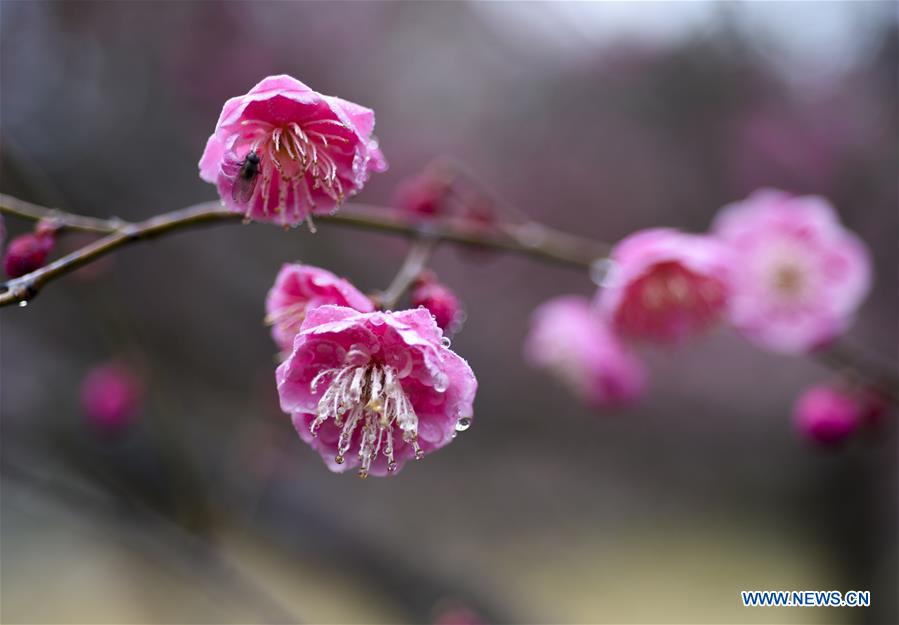 #CHINA-JIANGSU-TAIZHOU-PLUM FLOWERS (CN)