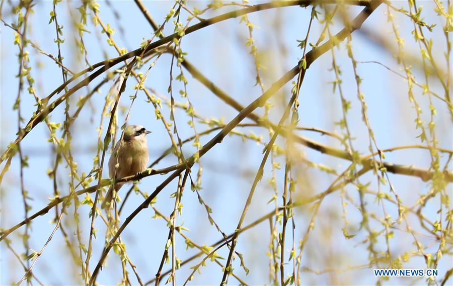 #CHINA-SPRING-BIRD (CN)