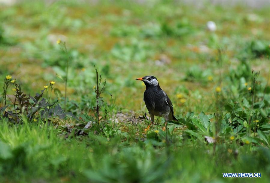 CHINA-SHANGHAI-SPRING-BIRD (CN)