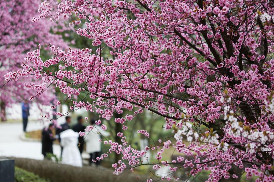 # CHINA-SPRING-SCENERY (CN)