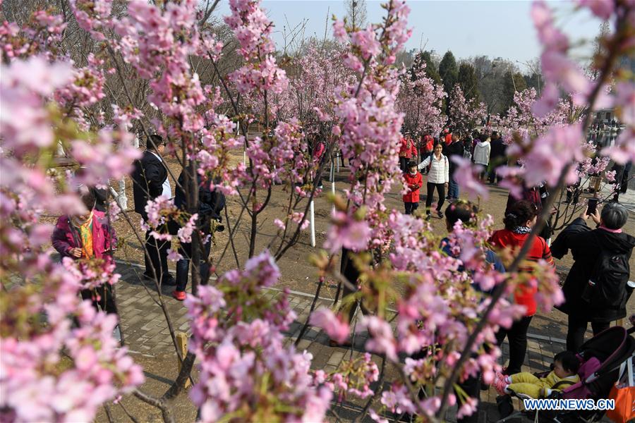 CHINA-BEIJING-YUYUANTAN PARK-CHERRY BLOSSOM (CN)