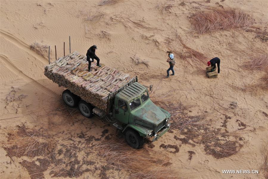 CHINA-INNER MONGOLIA-ORDOS-DESERTIFICATION CURBING (CN)