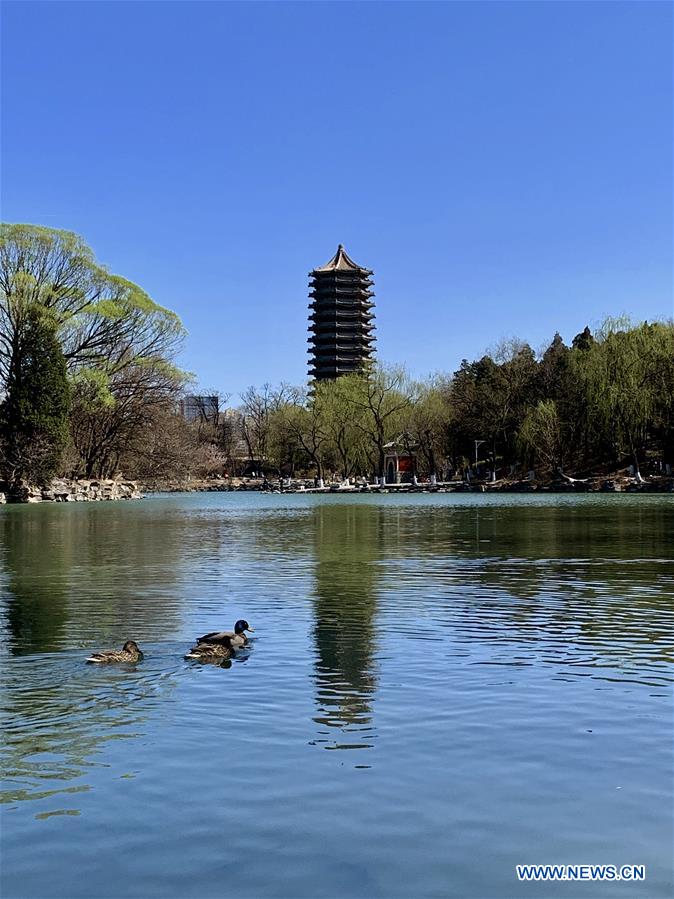 (BeijingCandid) CHINA-BEIJING-SPRING (CN)