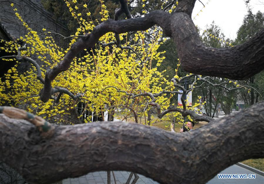 (BeijingCandid) CHINA-BEIJING-SPRING (CN)