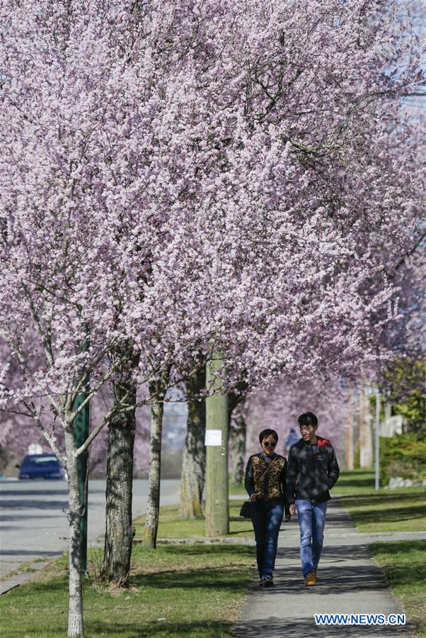 CANADA-VANCOUVER-CHERRY BLOSSOMS