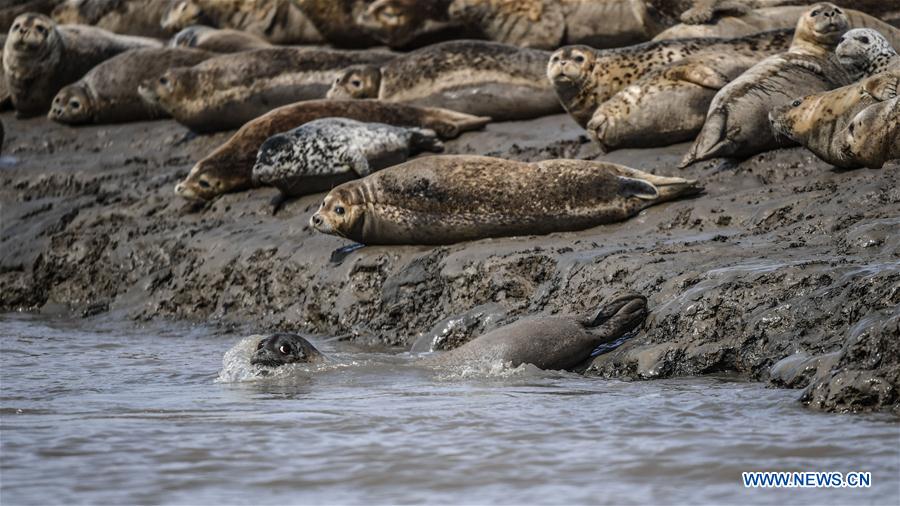 CHINA-LIAONING-PANJIN-SPOTTED SEALS (CN)