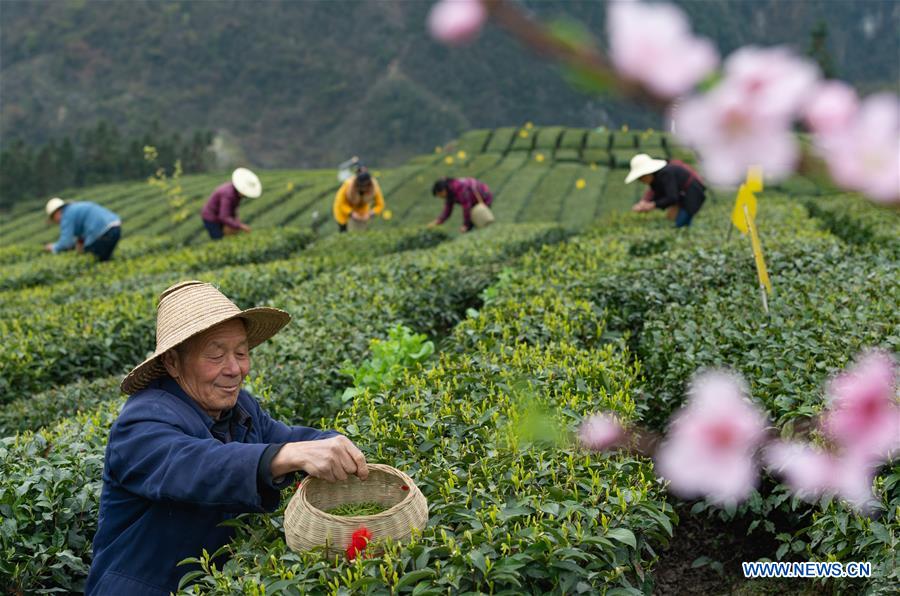 #CHINA-HUBEI-FARMERS-TEA-HARVEST (CN)