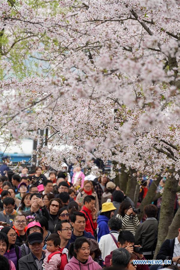 CHINA-JIANGSU-WUXI-CHERRY BLOSSOMS (CN)