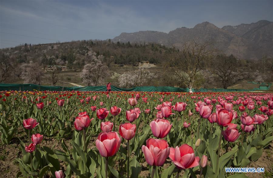 KASHMIR-SRINAGAR-SPRING-TULIPS