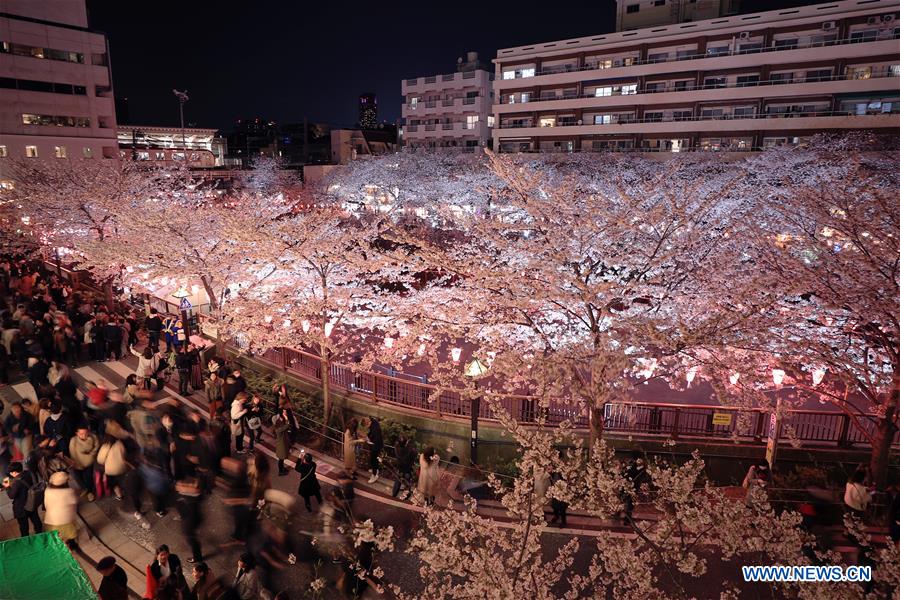 JAPAN-TOKYO-MEGURO RIVER-CHERRY BLOSSOM