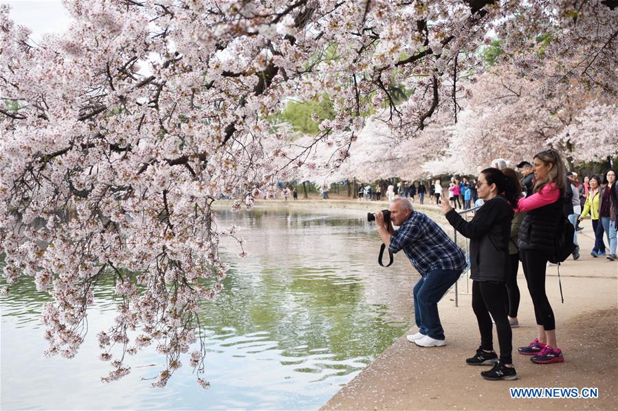 U.S.-WASHINGTON D.C.-CHERRY BLOSSOM