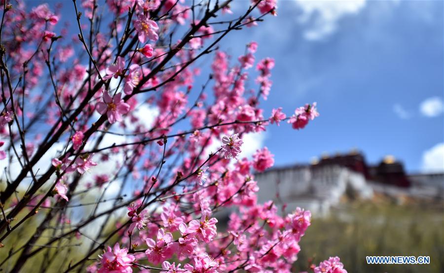 CHINA-LHASA-SPRING (CN)