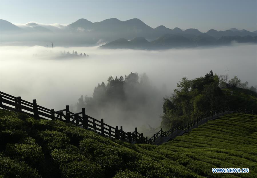 #CHINA-HUBEI-ENSHI-FOG-TEA PLANTATION(CN)