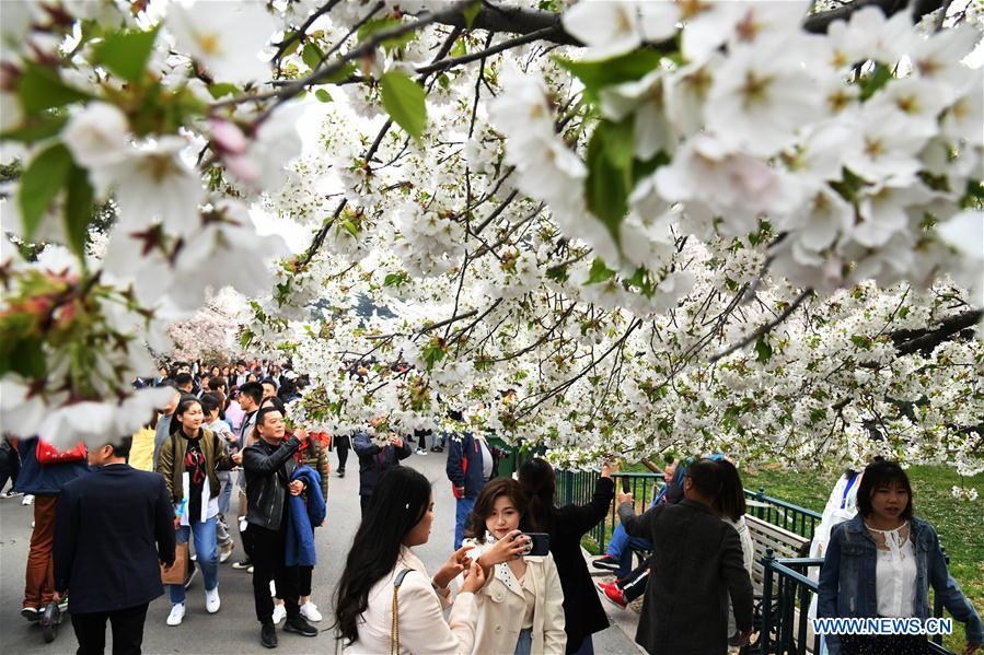 CHINA-QINGDAO-CHERRY BLOSSOMS (CN)