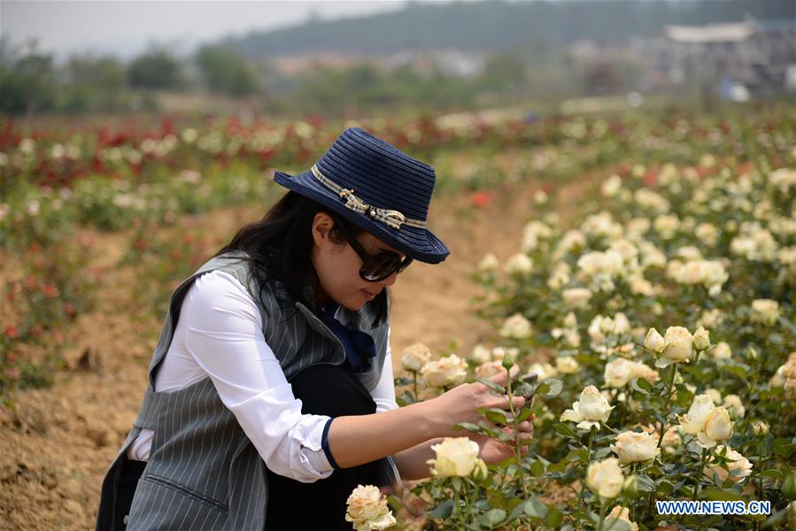 CHINA-YUNNAN-PUZHEHEI NATIONAL WETLAND PARK (CN)