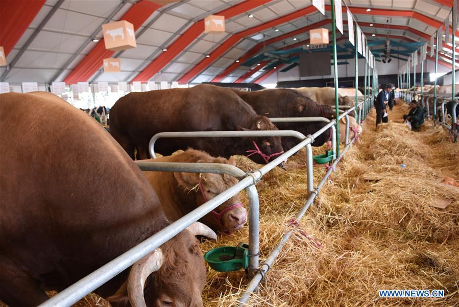 MOROCCO-MEKNES-AGRICULTURE-FAIR