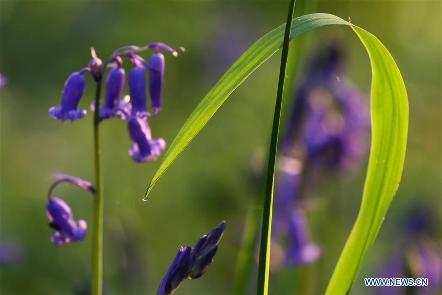 BELGIUM-BRUSSLES-NATURE-BLUEBELLS