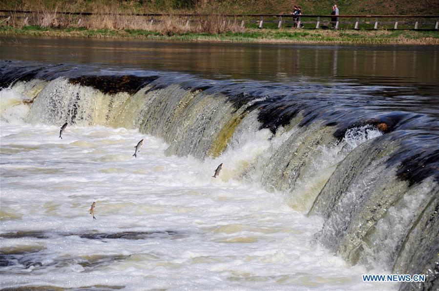 LATVIA-KULDIGA-VENTA RAPID-FLYING FISH