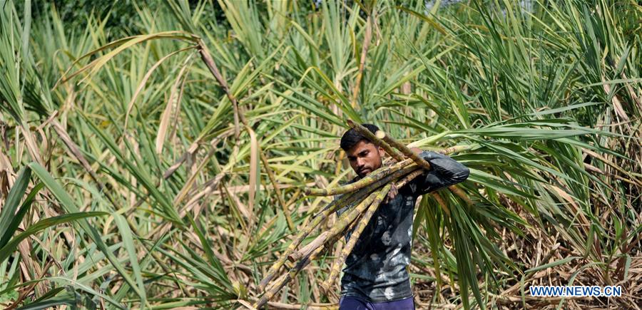 KASHMIR-JAMMU-SUGARCANE