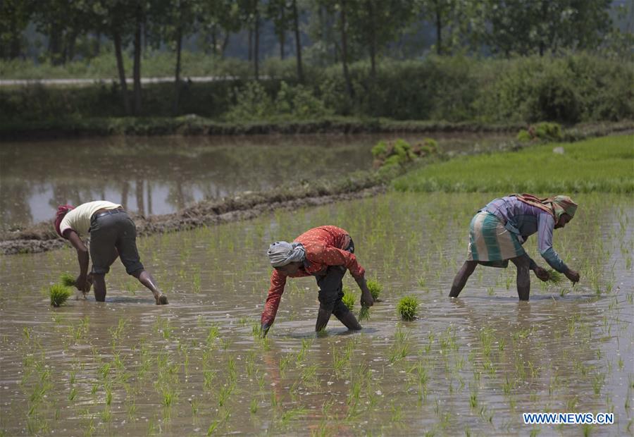 KASHMIR-SRINAGAR-RICE PLANTING