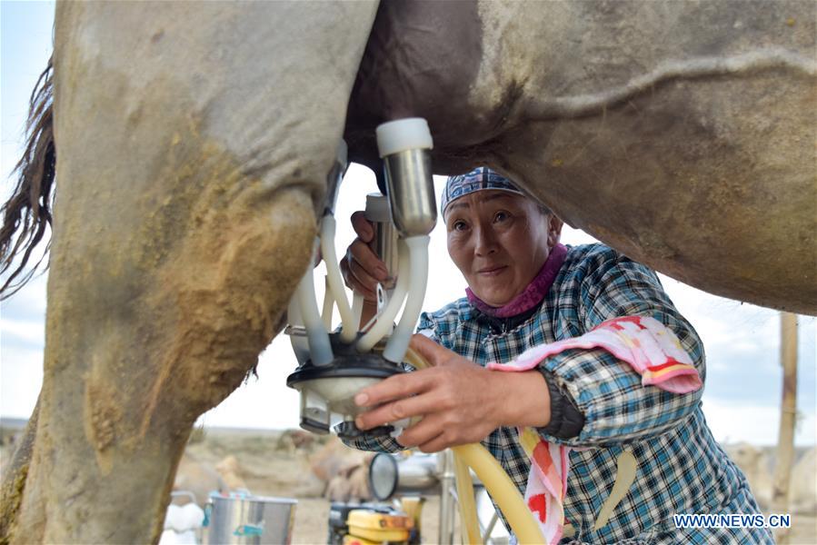 CHINA-XINJIANG-ALTAY-CAMEL BREEDING (CN)