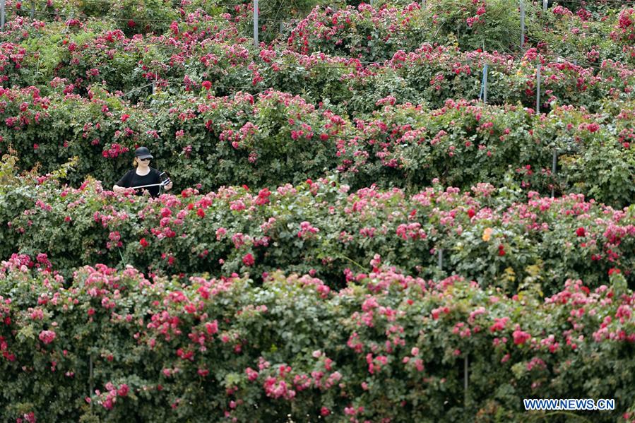 CHINA-HEBEI-CHINESE ROSE-MAZE