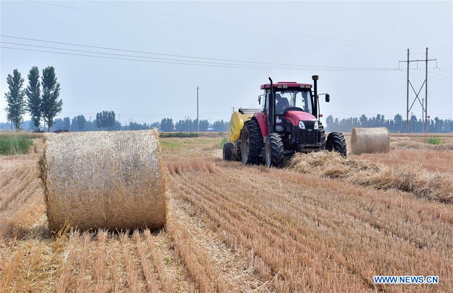 #CHINA-WHEAT STRAW-RECYCLING (CN)