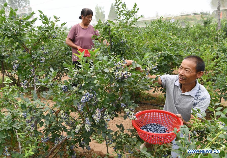 #CHINA-SUMMER SOLSTICE-FARMING (CN)