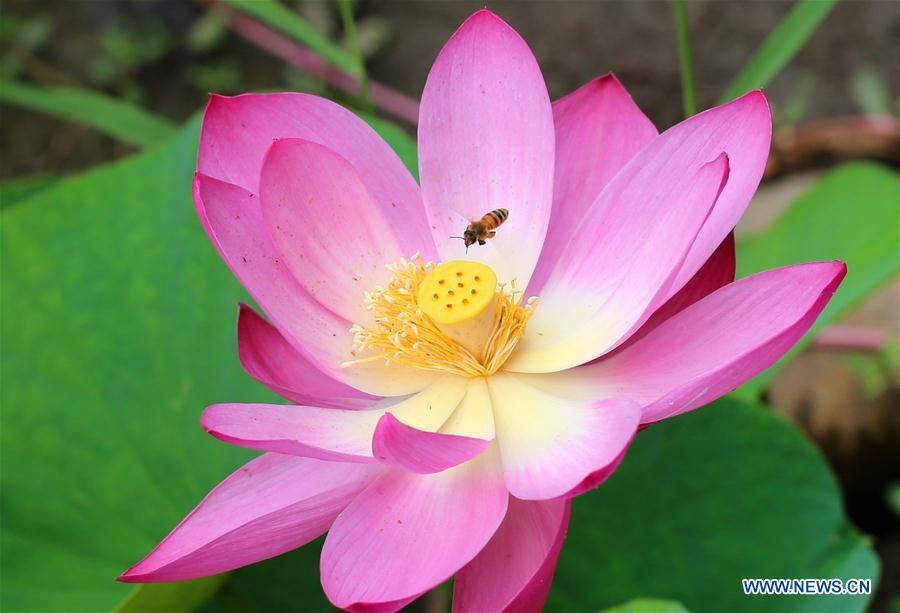 #CHINA-JIANGSU-NANTONG-GREEN EXPO GARDEN-FLOWER(CN)