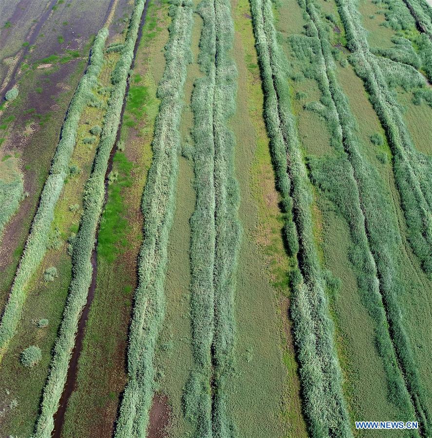 CHINA-TIANJIN-WETLAND-SCENERY (CN)