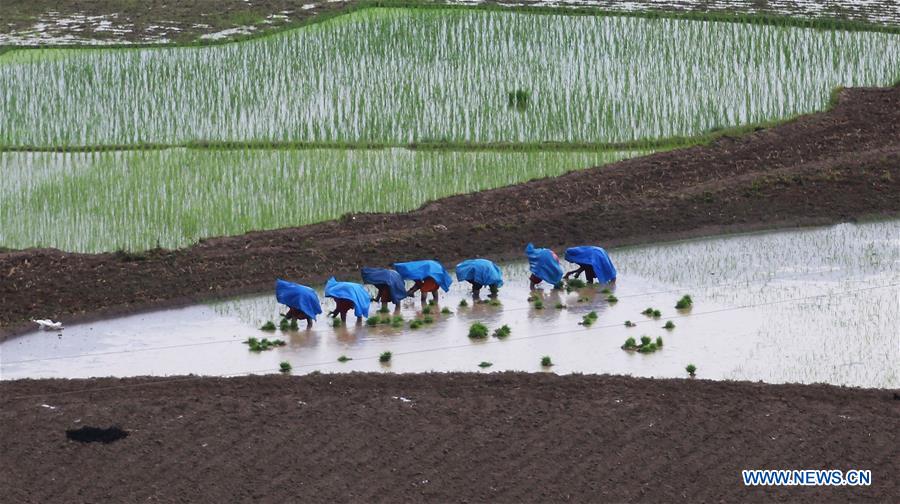 NEPAL-LALITPUR-FARMING