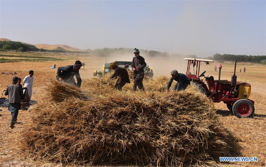 AFGHANISTAN-BALKH-WHEAT HARVEST